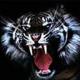 black.tiger's Avatar